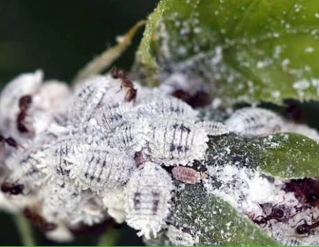 Plant heavily infested by mealybugs
