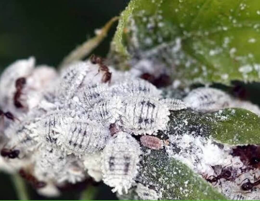 How To Get Rid Of Mealybugs On Your Plants - 5 Best Ways To Eliminate ...