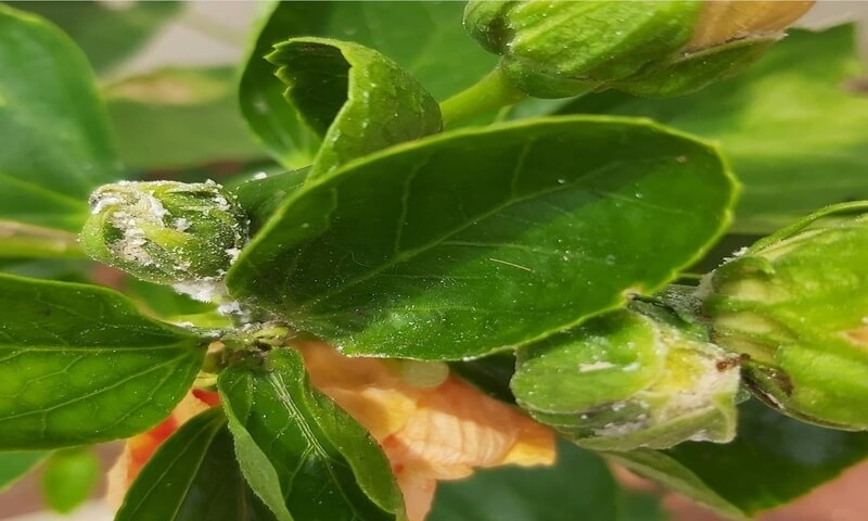 Hibiscus plant infected with mealybugs