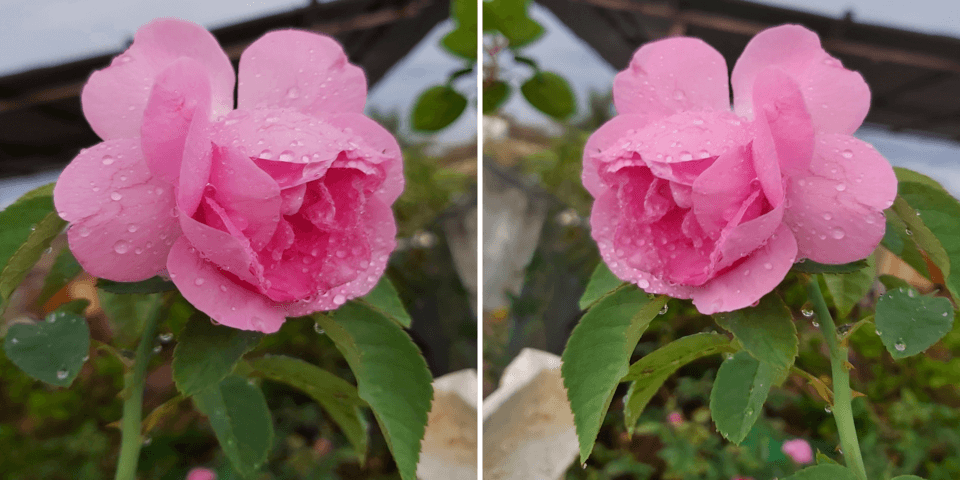 Droplets on roses after a quick shower
