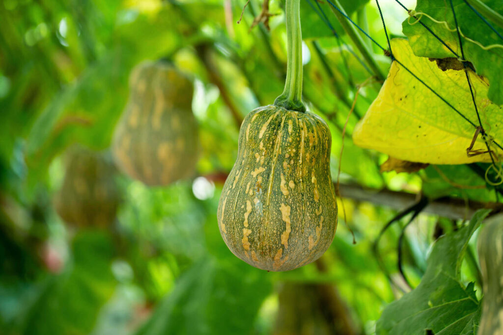 1920 pumpkins hanging from the bamboo fence in the garden