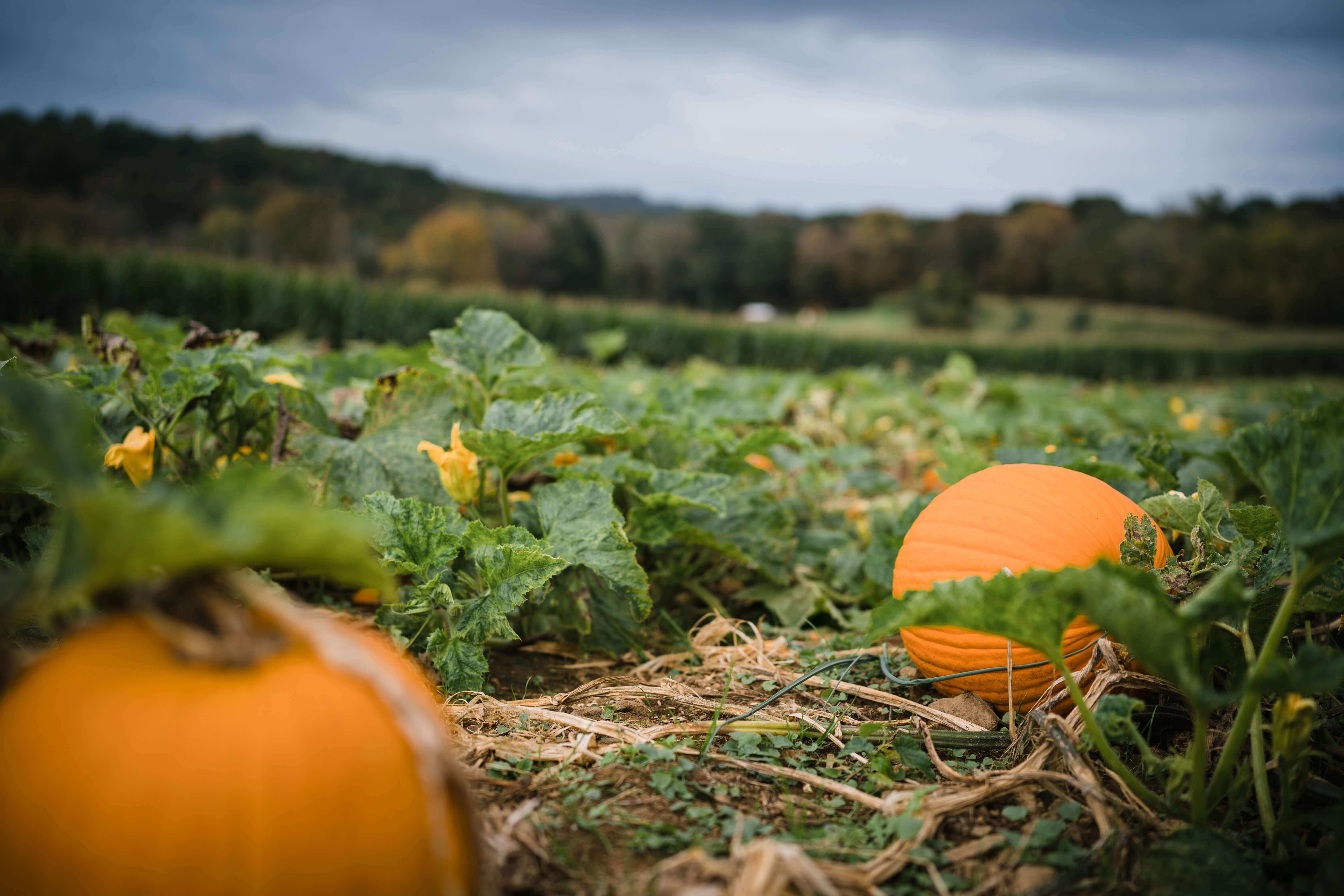 How to grow pumpkins