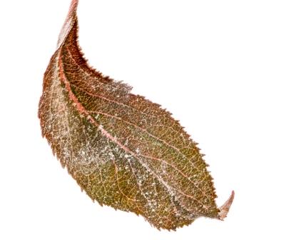 isolated leaf with powdery mildew 2021 08 26 22 31 18 utc