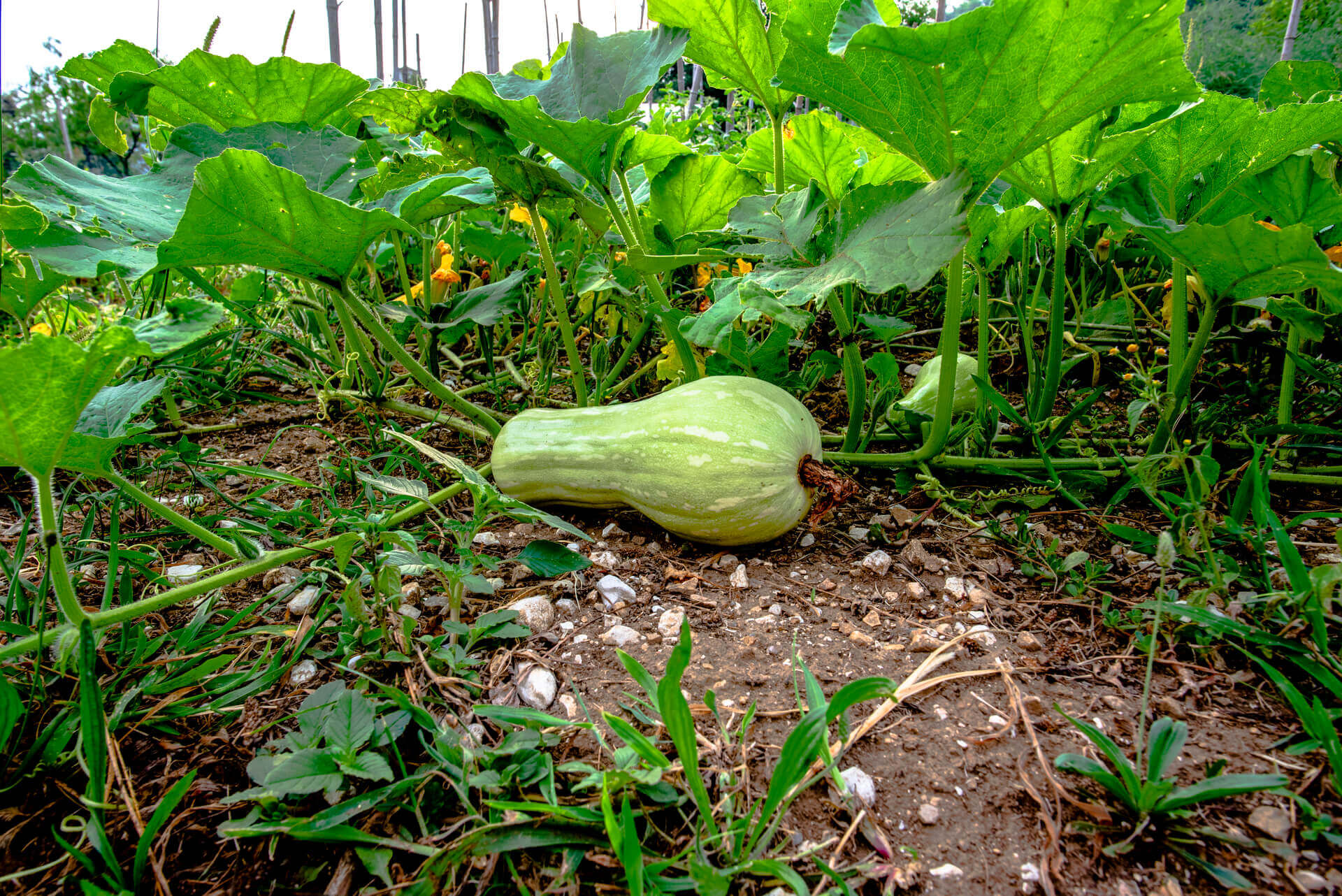 Why Are Pumpkin Leaves Dying