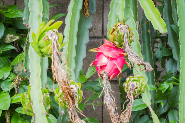 640 dragon fruit pitaya pitahaya on the tree on plantation