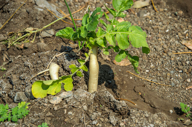 640 radish grow in the farm field