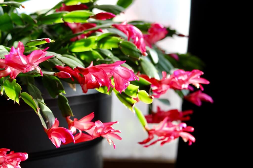 Christmas Cactus How To Propagate And Care For Christmas Cactus