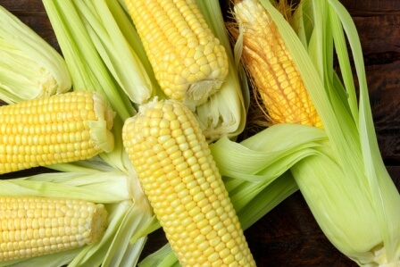 harvested corn
