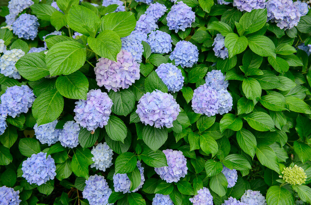 bigleaf hydrangea