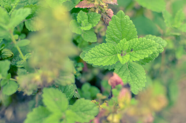 mint plant