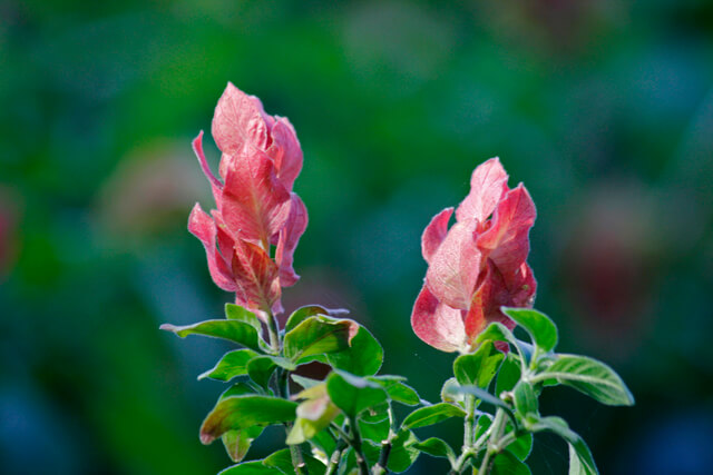 shrimp plant