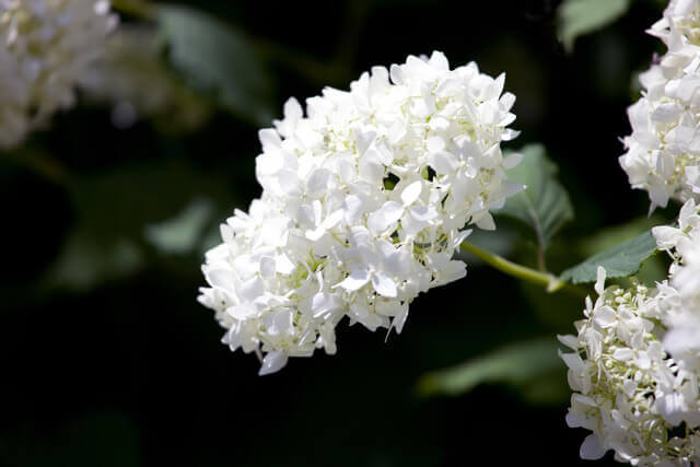 smooth hydrangea