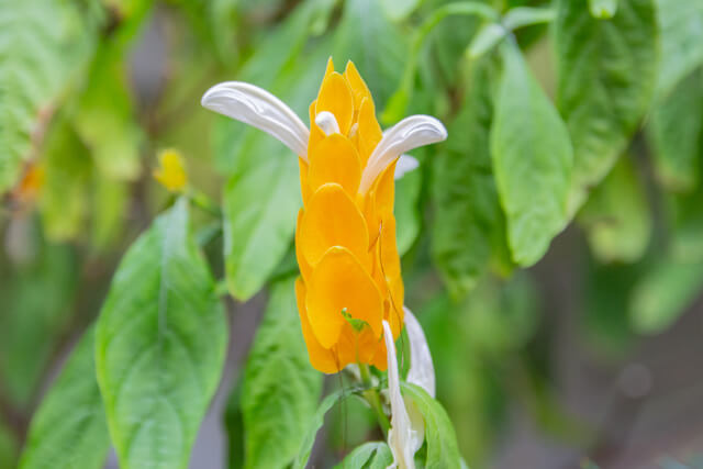 yellow shrimp plant