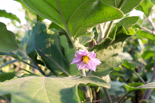 brinjal flower on tree