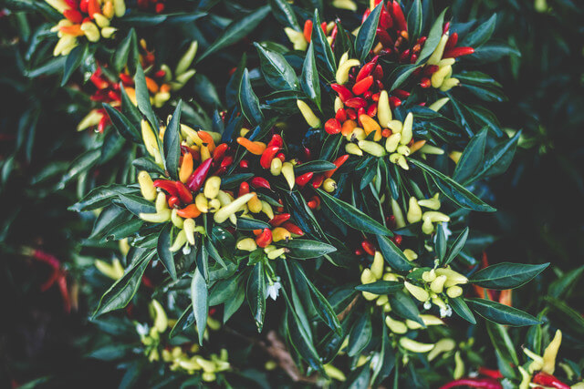 ornamental-peppers