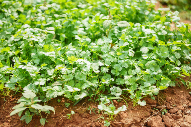 coriander planting vegetable garden