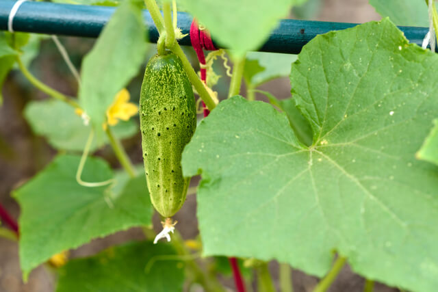 cucumber on a home plot