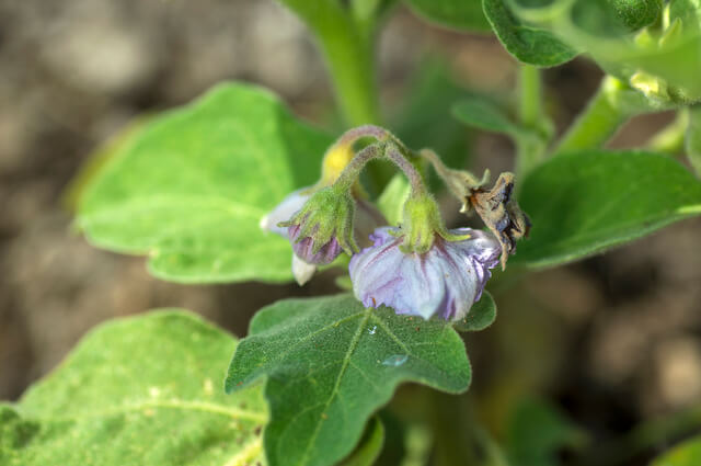 eggplants