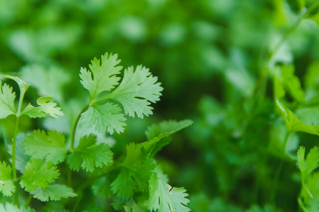 fresh cilantro in garden