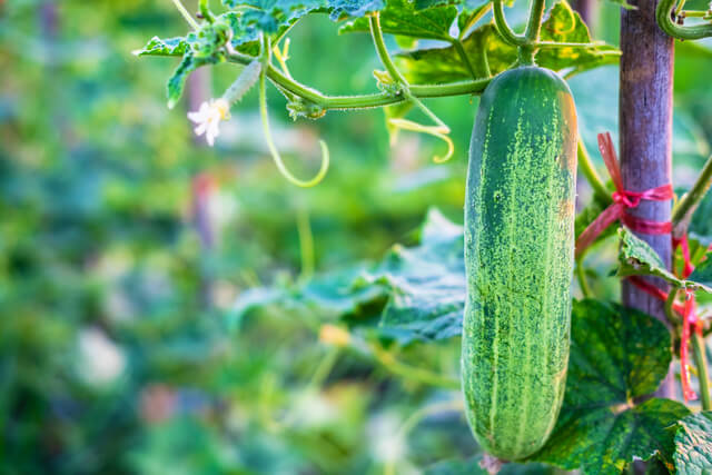 fresh cucumber vegetables