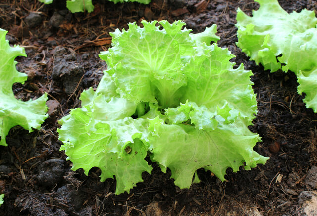green lettuce growing
