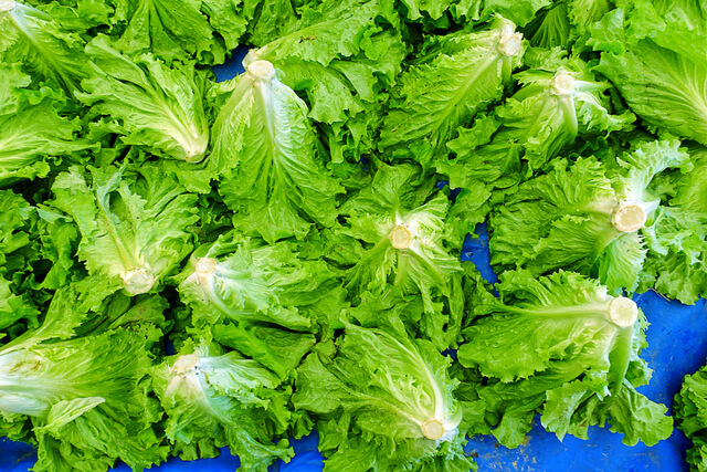 healthy and fresh vegetable green lettuce