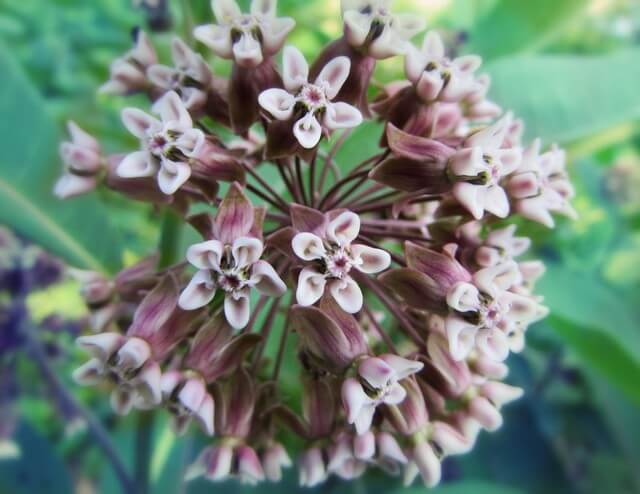 hoya flower close