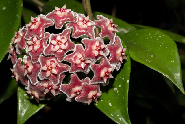 hoya flower