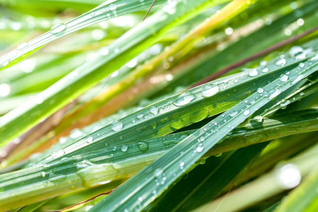 lemongrass with dewdrops
