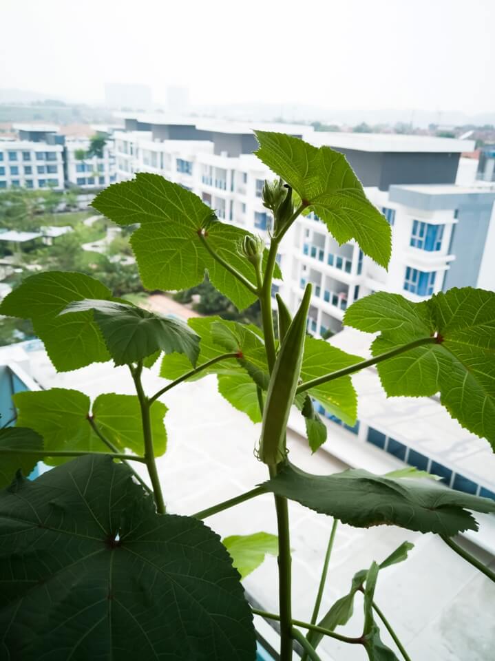 okra or bendi plant in the balcony
