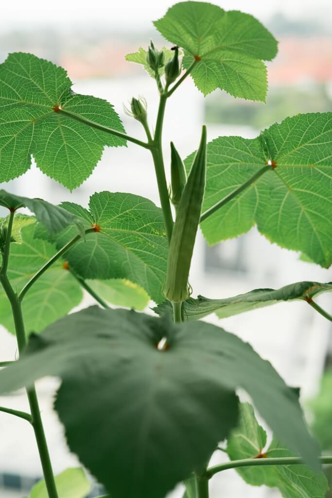 okras vegetables on