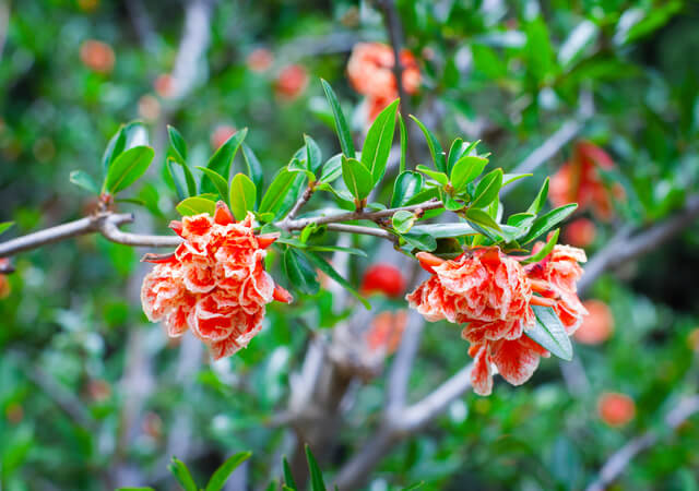 pomegranate-tree-flowers