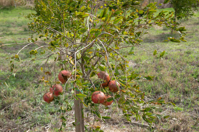 pomegranate fruit