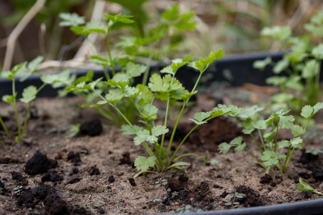 small coriander plant