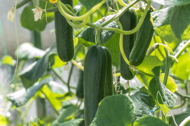 zucchini plants