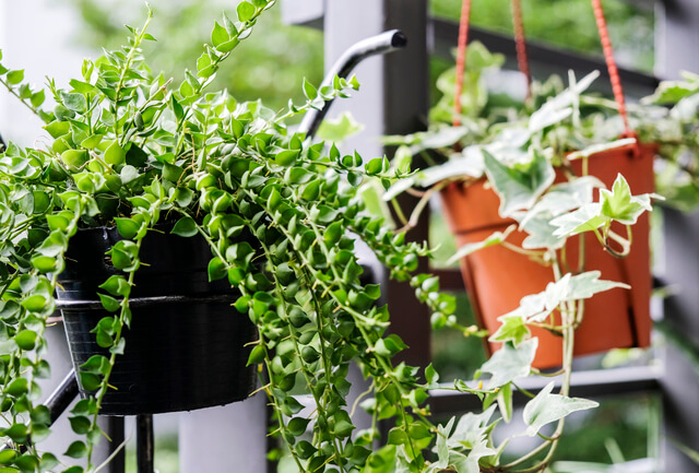 hearts dave and english ivy in flower