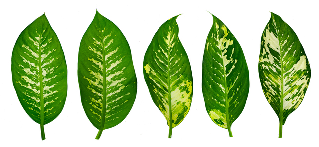leaves calathea ornata