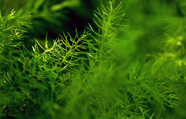 leaves of asparagus fern on natural
