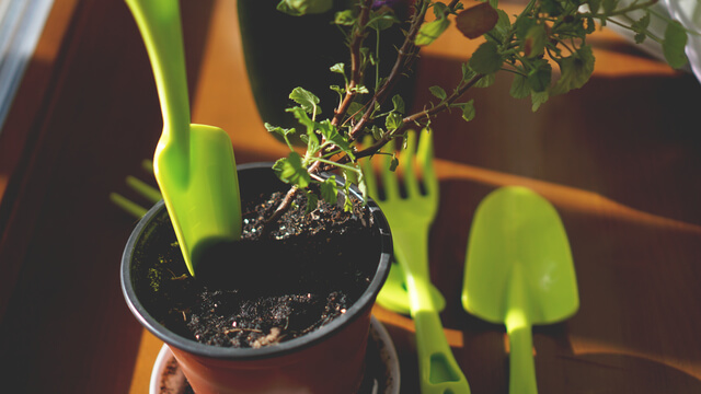 planting flower garden pot