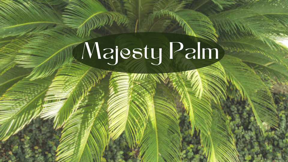 how to care for a majesty palm plant