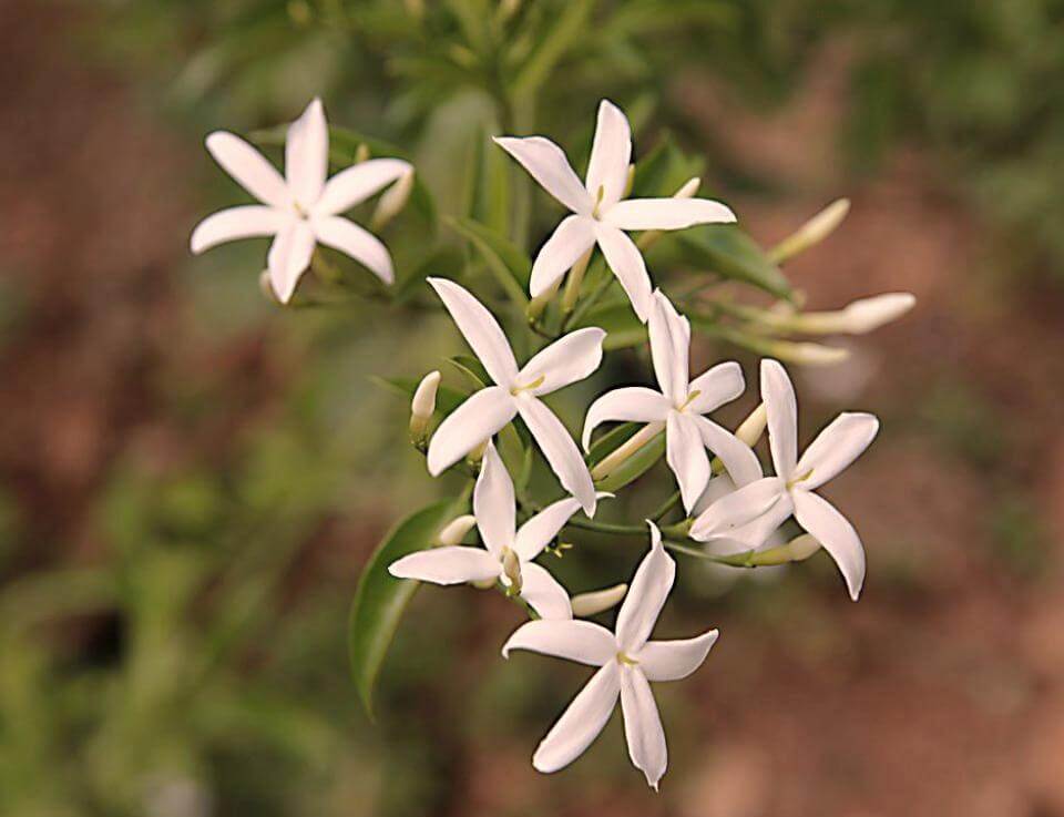 Star Jasmine