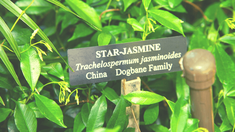 star jasmine