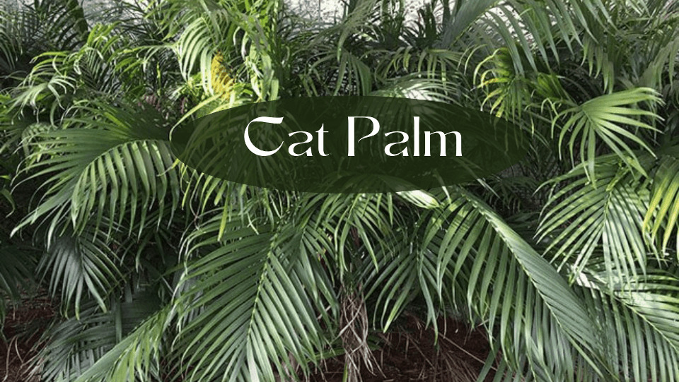 cat palm