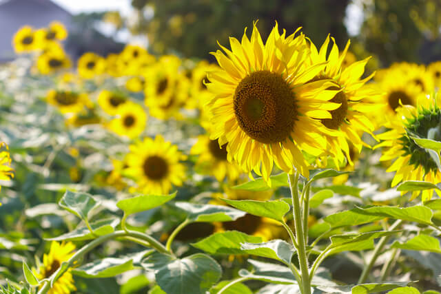 sunflower plant