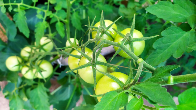 grow tomatoes