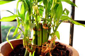 lucky bamboo palnt
