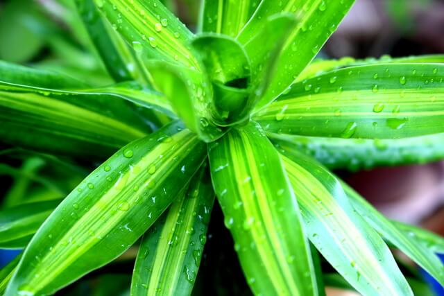 lucky bamboo plant after the rain