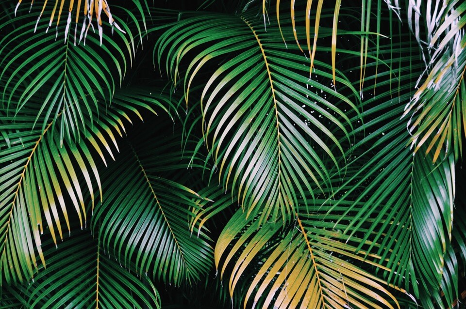 palms