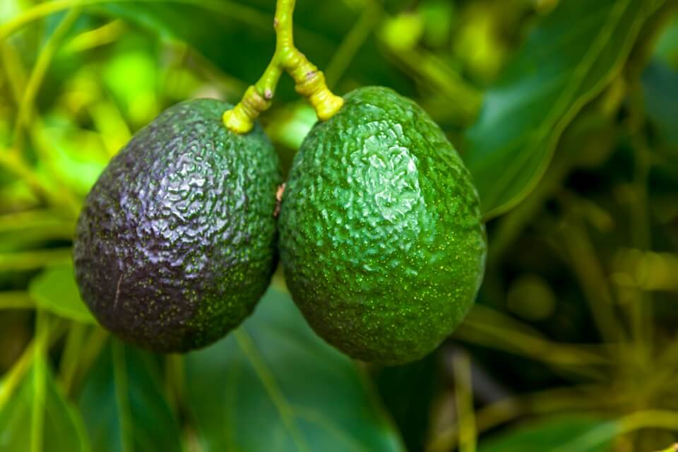 avocado plant