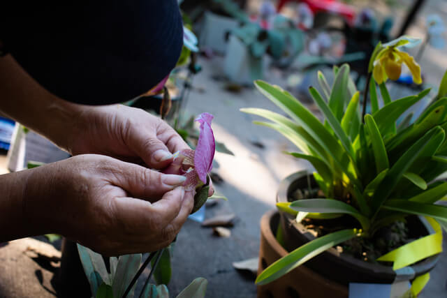 taking the orchid seeds out